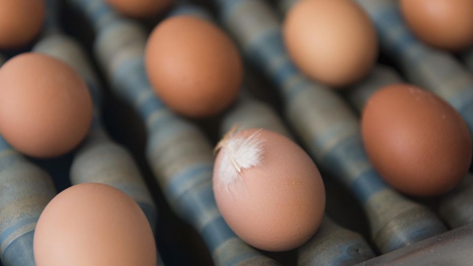 Fünf Supermärkte rufen Eier wegen Salmonellen-Befalls zurück