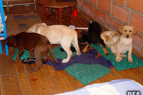 Tierarzt - Hundewelpen - Heroin - Drogen - Schmuggel
