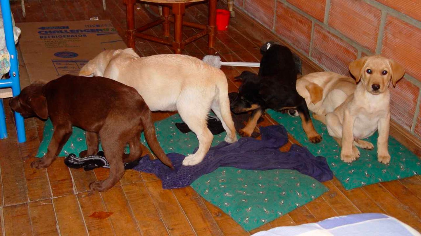Tierarzt - Hundewelpen - Heroin - Drogen - Schmuggel