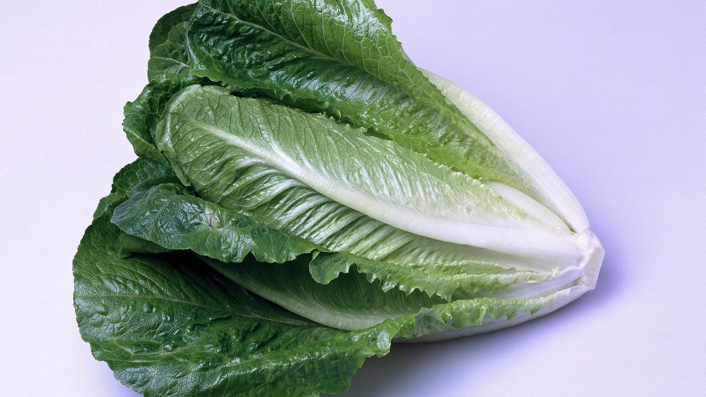 Romana-Salat E.coli-Bakterien