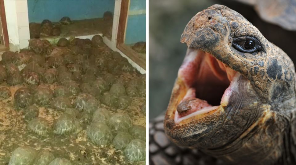 Eingepfercht in eine Villa: 10.000 seltene Schildkröten entdeckt Eingepfercht in eine Villa: 10.000 seltene Schildkröten entdeckt