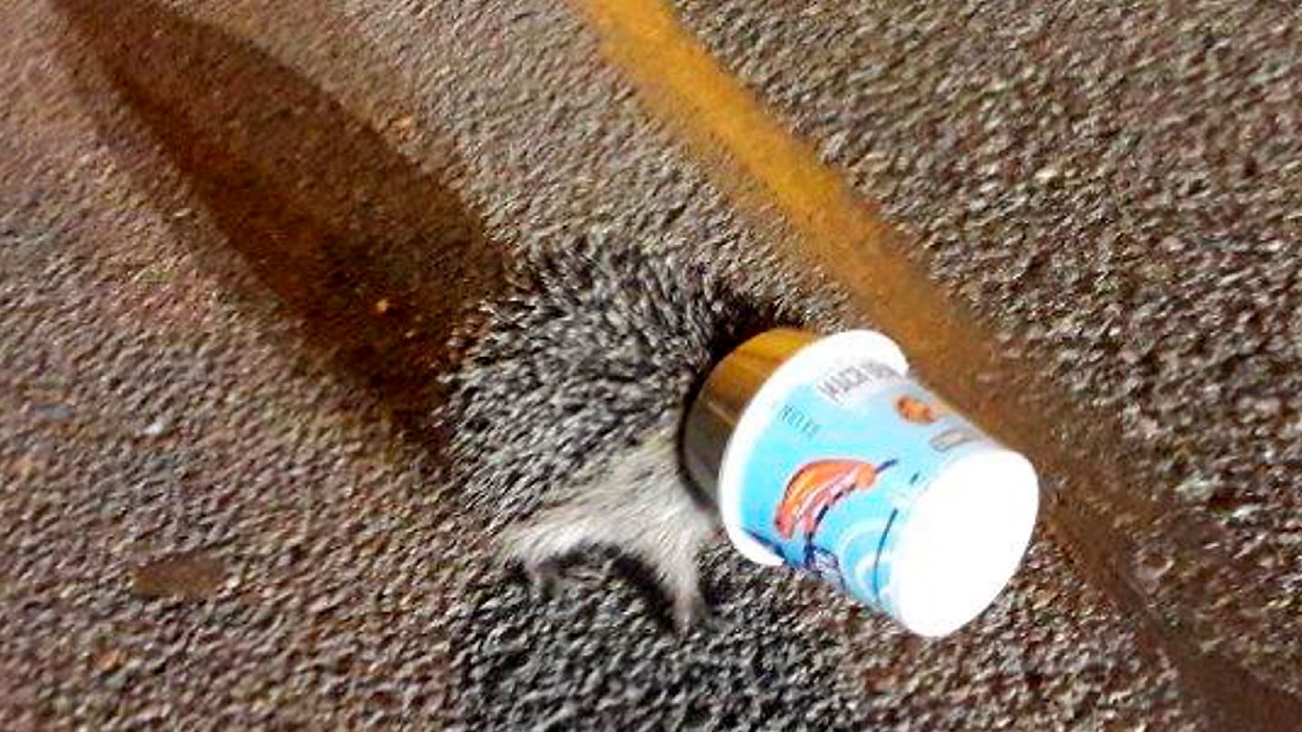 nachrichten deutschland - igel steckt fest