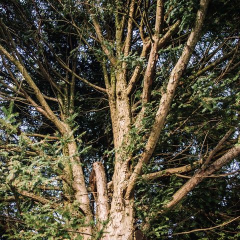 Mönchengladbach: Geschichte eines Jungen, der tot in einem Baum saß