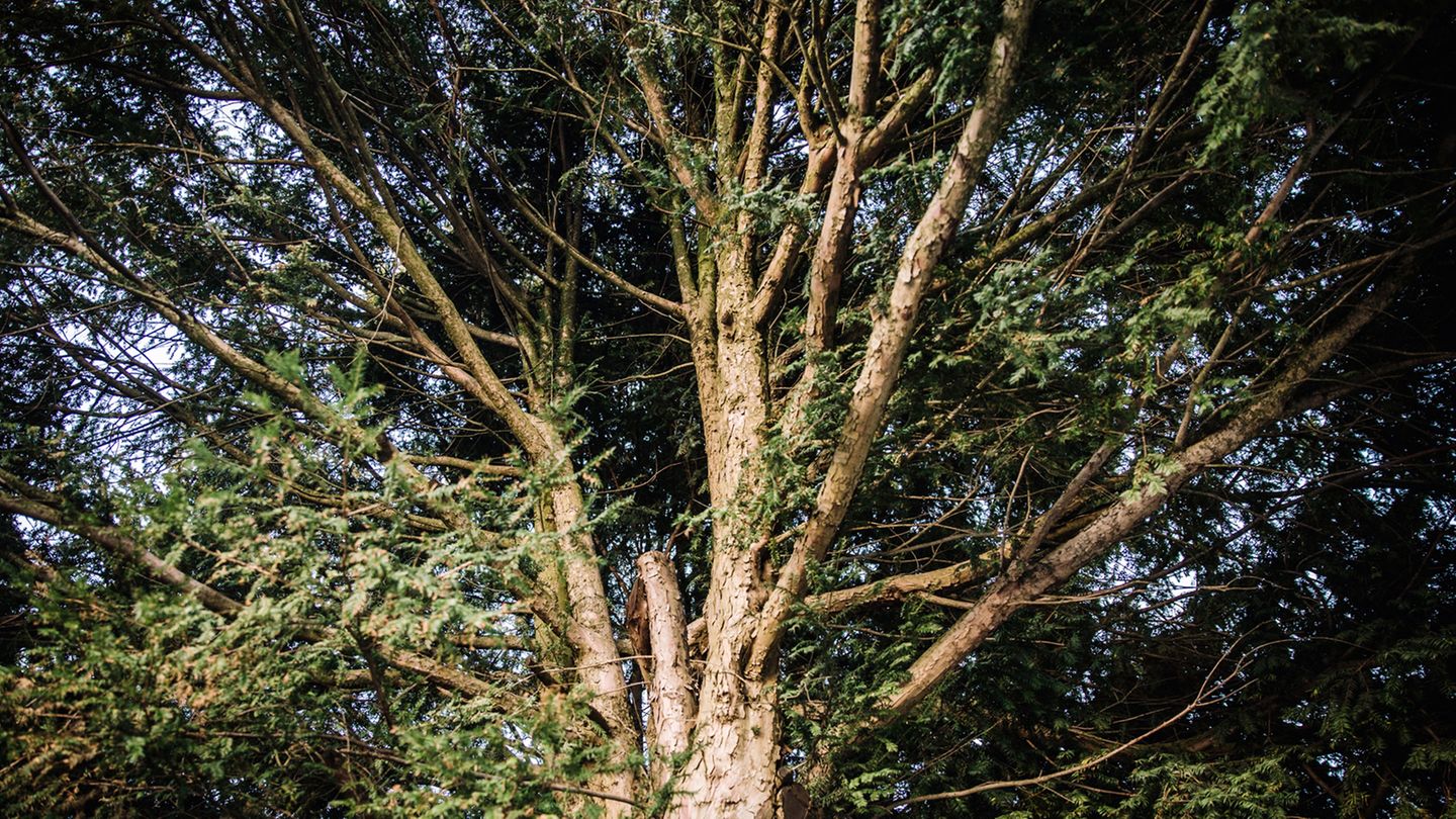 Mönchengladbach: Geschichte eines Jungen, der tot in einem Baum saß