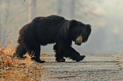 Ein Bär überquert eine Straße in einem indischen Nationalpark (Symbolbild). Im Bundesstaat Odisha kam ein Mann bei dem Versuch ums Leben, ein Selfie mit einem der wilden Tiere schießen.
