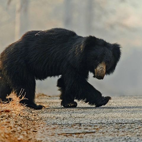 Ein Bär überquert eine Straße in einem indischen Nationalpark (Symbolbild). Im Bundesstaat Odisha kam ein Mann bei dem Versuch ums Leben, ein Selfie mit einem der wilden Tiere schießen.