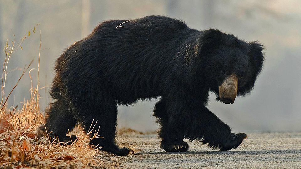 Ein Bär überquert eine Straße in einem indischen Nationalpark (Symbolbild). Im Bundesstaat Odisha kam ein Mann bei dem Versuch ums Leben, ein Selfie mit einem der wilden Tiere schießen.
