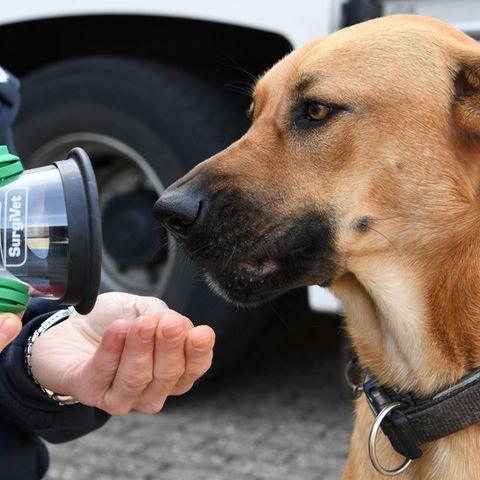 Die Beatmungsmasken gibt es passend für Hamster, Wellensittiche und sogar Doggen