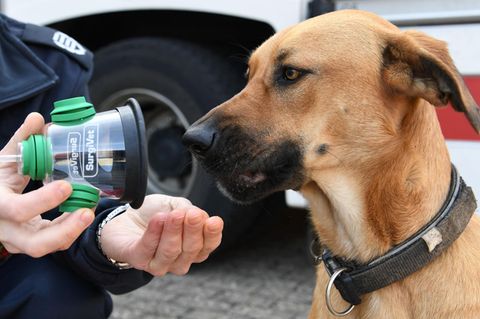 Die Beatmungsmasken gibt es passend für Hamster, Wellensittiche und sogar Doggen