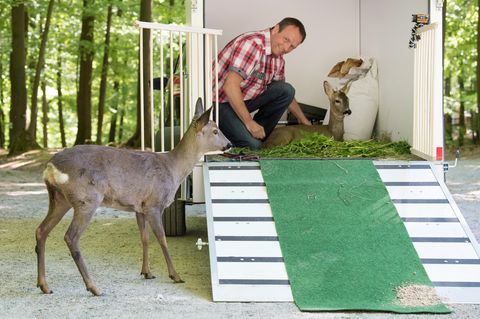 Rehkitz Bambi liegt in einem Anhänger auf Stroh und Gras