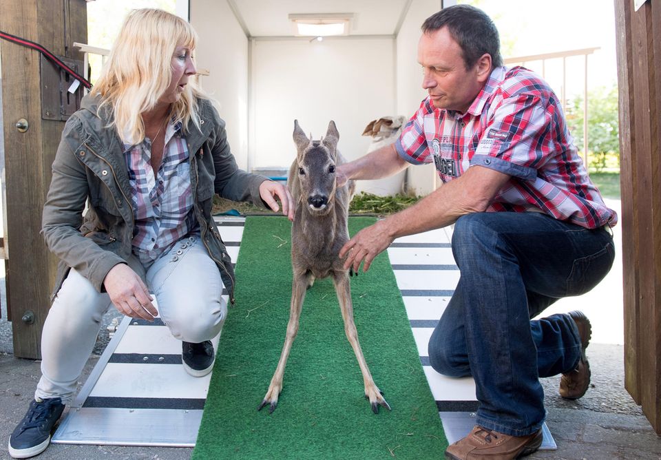 Bambi wird ausgewildert Etwas x-beinig und verängstigt steht Bambi zwischen seinen Zieheltern Anja Pahlen und Peter Göbel