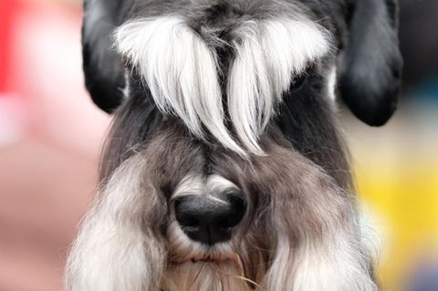 Ein solcher Zwergschnauzer verschwand in England, als ein Amazon-Fahrer eigentlich Futter liefern sollte (Symbolbild)