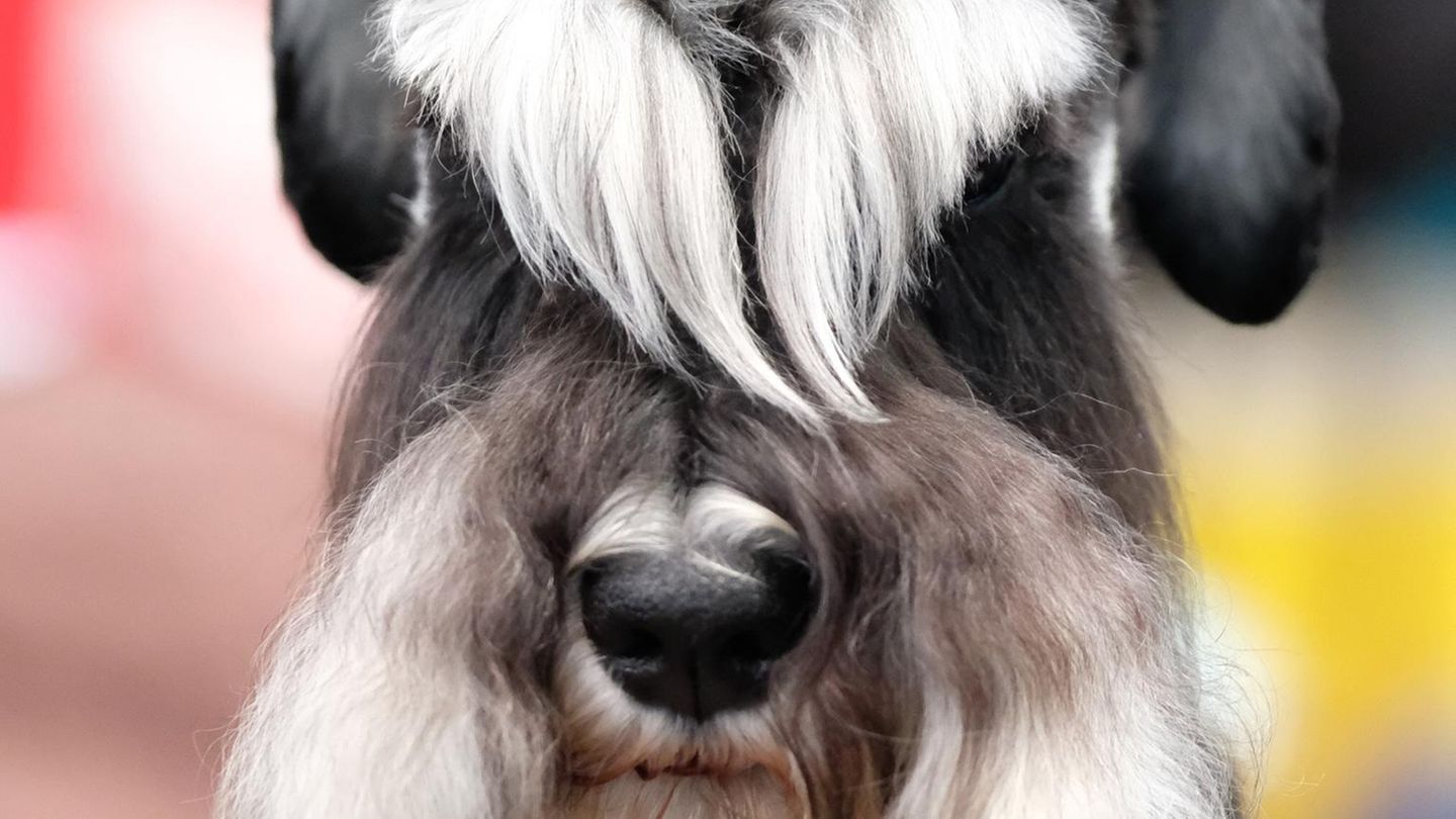 Ein solcher Zwergschnauzer verschwand in England, als ein Amazon-Fahrer eigentlich Futter liefern sollte (Symbolbild)