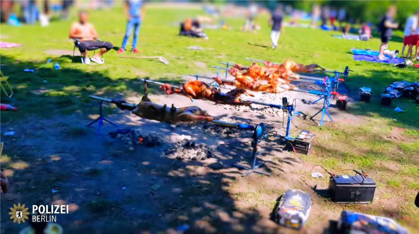 Schafe an Drehspießen auf der Wiese