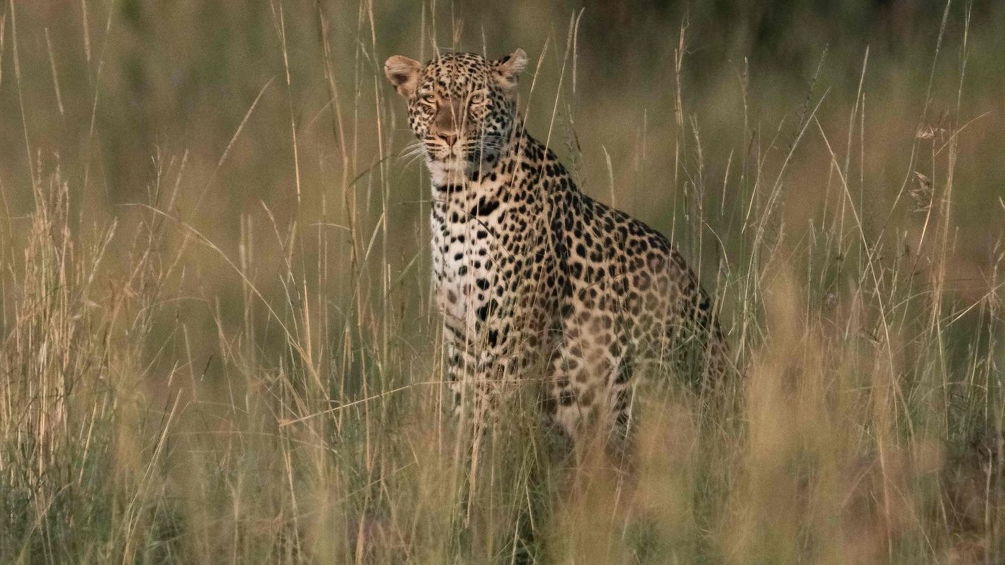Leopard in Kenia