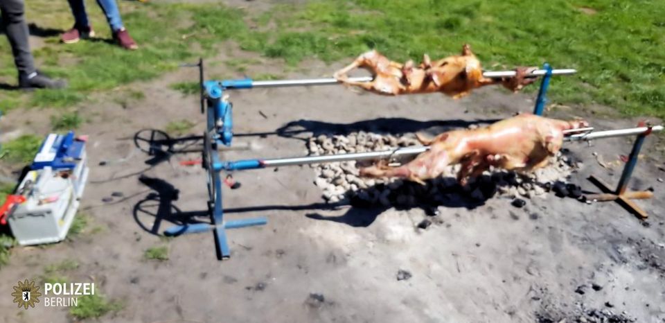 Zwei Schafe an batteriebetriebenen Drehspießen