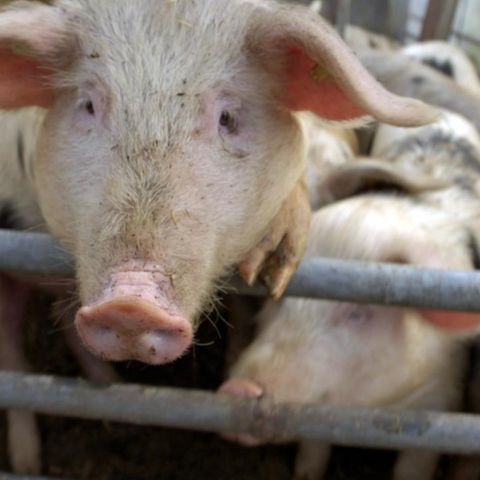 Schweine
