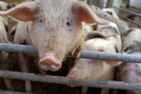 Schweine