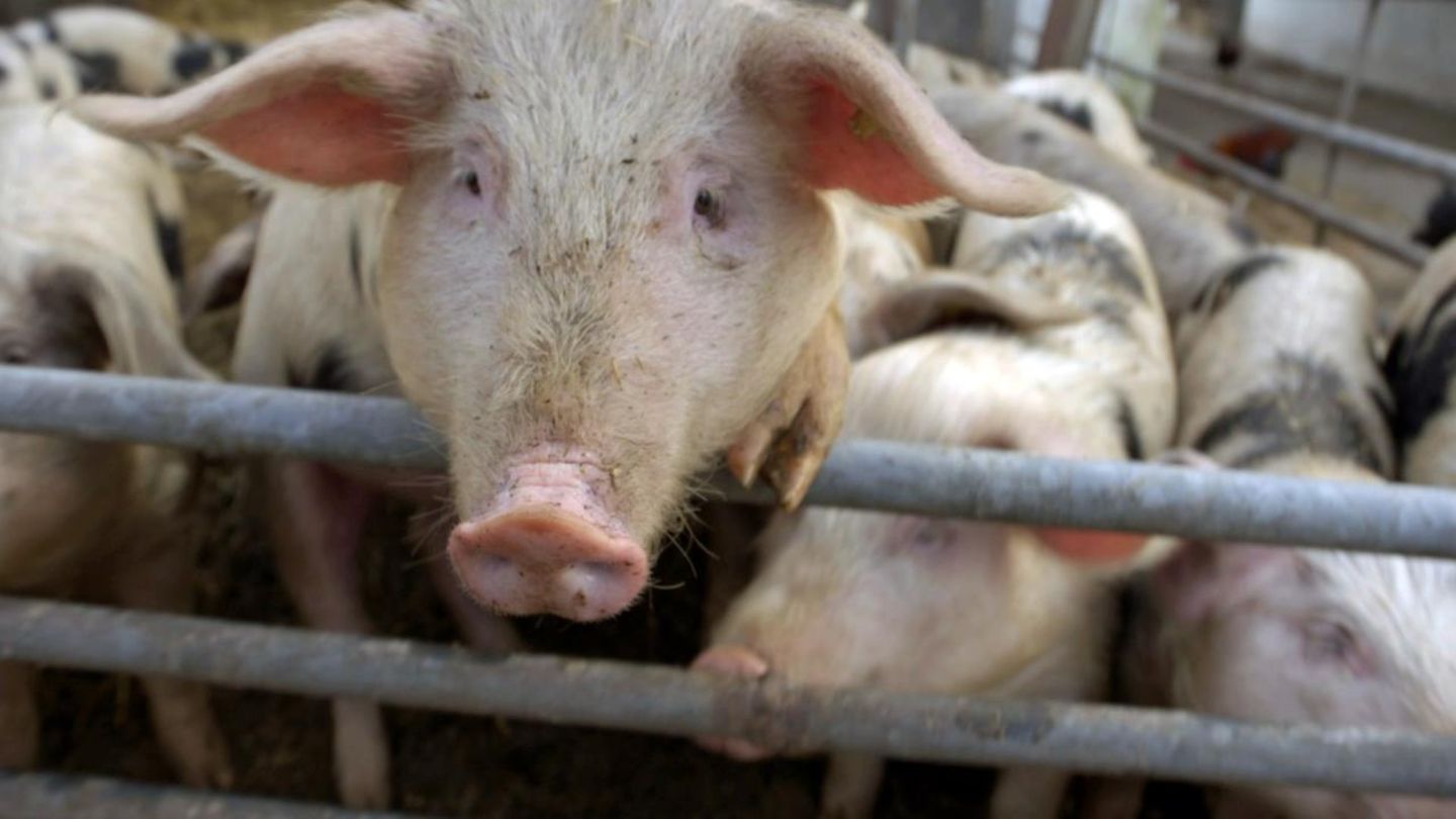 Schweine