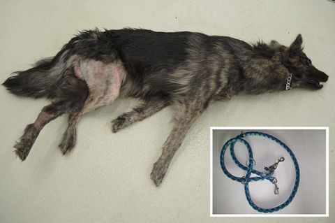 Schäferhundmischling "Asko" wurde bei Wetzlar an einem Baum erhängt