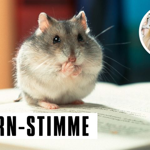 C. Tauzher: Mutter in Rage und ihre Kinder: Was tut das Kind nicht alles für einen Hamster