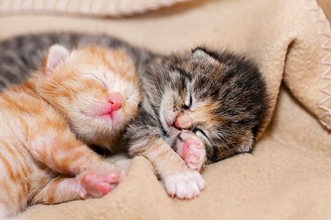 Zwei Babykatzen kuscheln auf einer Decke