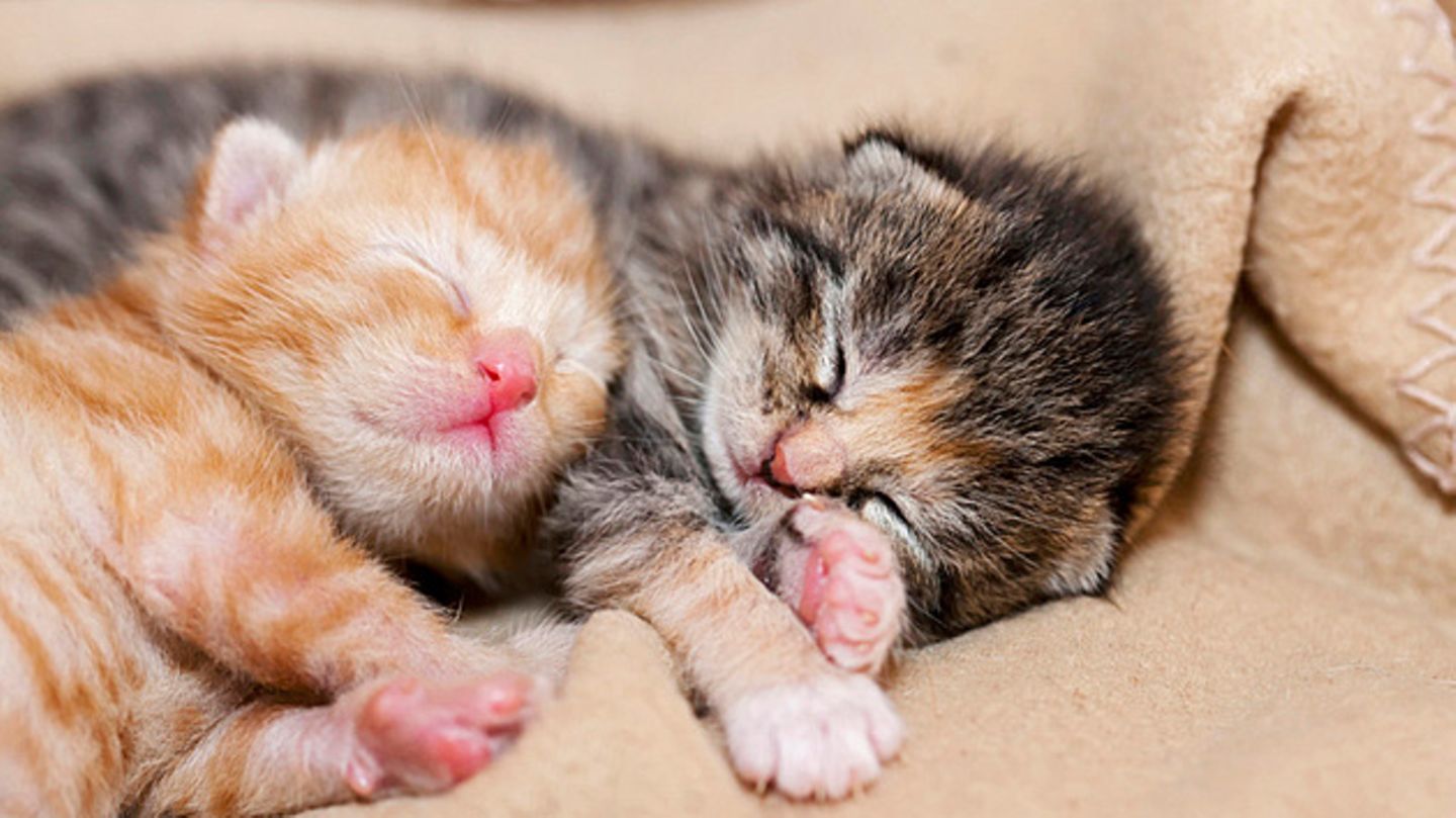 Zwei Babykatzen kuscheln auf einer Decke