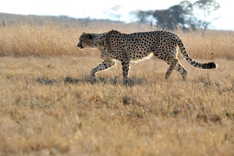 Gepard