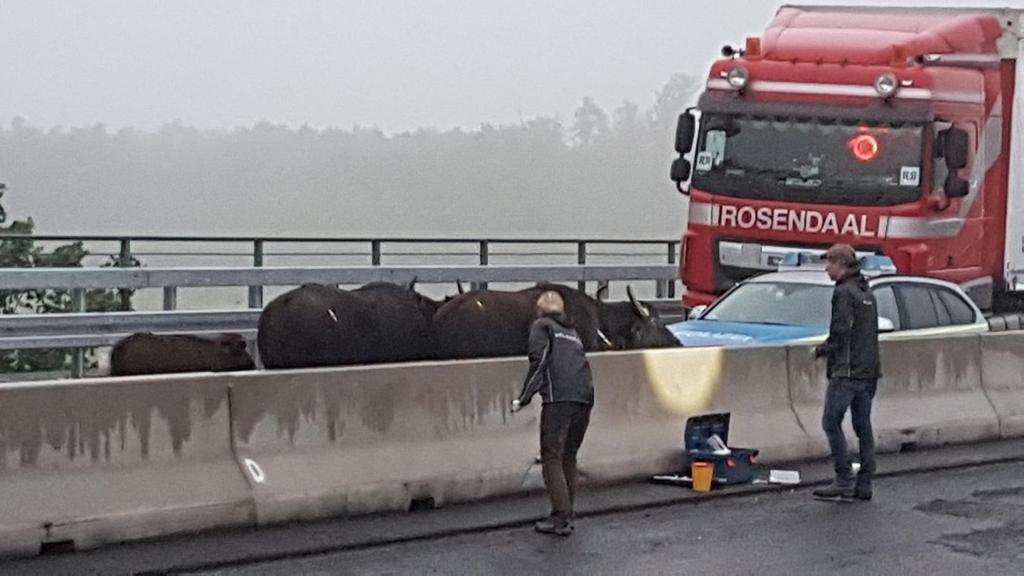 Betäubte Wasserbüffel stehen auf der A3 zwischen dem Dreieck Langenfeld und dem Kreuz Leverkusen