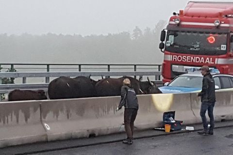 Betäubte Wasserbüffel stehen auf der A3 zwischen dem Dreieck Langenfeld und dem Kreuz Leverkusen