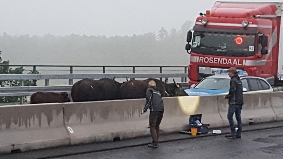 Betäubte Wasserbüffel stehen auf der A3 zwischen dem Dreieck Langenfeld und dem Kreuz Leverkusen