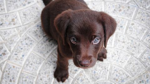 Hund auf Twitter Thoughts of Dog