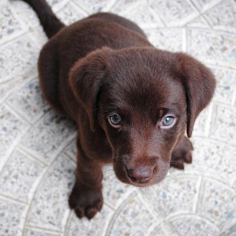 Hund auf Twitter Thoughts of Dog
