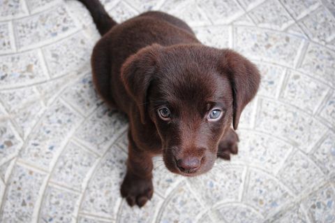 Hund auf Twitter Thoughts of Dog