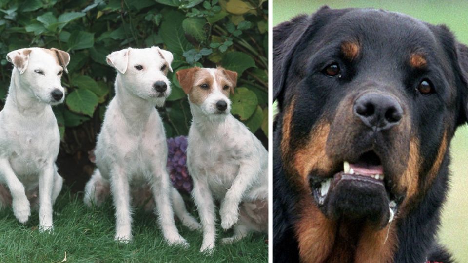 Drei Jack-Russel-Terrier und ein Rottweiler attackierten den Neunjährigen in Amstetten, Österreich