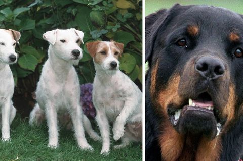 Drei Jack-Russel-Terrier und ein Rottweiler attackierten den Neunjährigen in Amstetten, Österreich