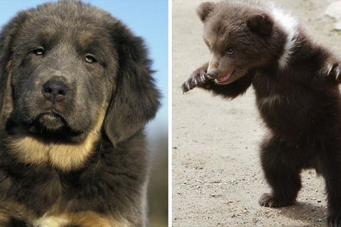 ein hund und ein bär