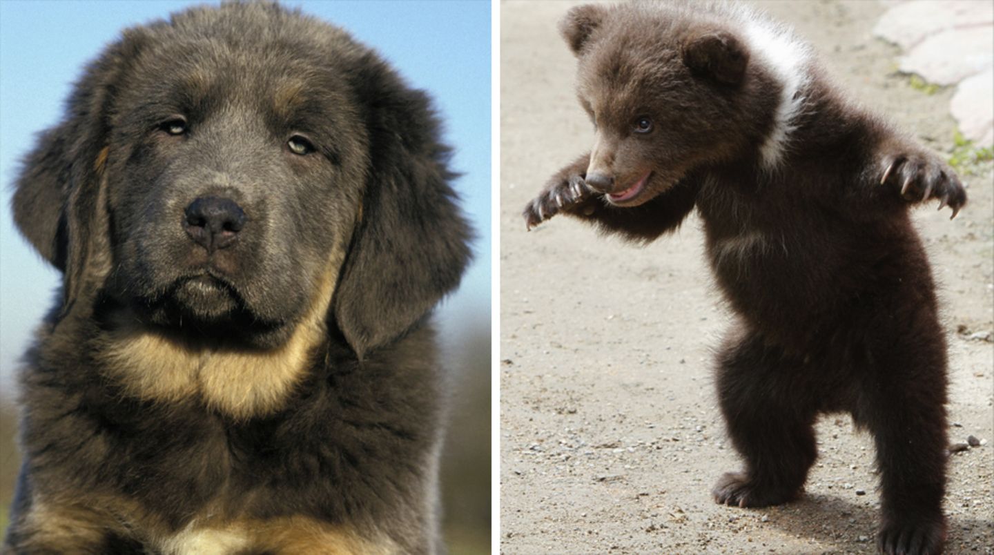 ein hund und ein bär