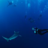 "Haitauchen braucht keine Helden", sagt Ritter. "Du musst niemandem etwas beweisen, schon gar nicht dir selbst."