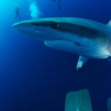 Der tut nichts: Ein Schwarzspitzenhai erkundet die Kameralinse .