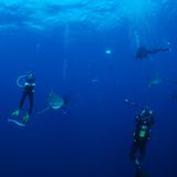 Begegnungen unter Wasser. Erst nach 70 Minuten geht es wieder an die Oberfläche.