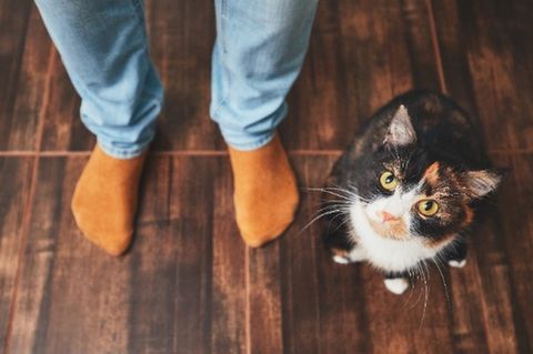 Diese Krankheiten können von Katzen auf den Menschen übertragen werden
