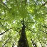 Steigerwald - Unter alten Buchen  Der Steigerwald zwischen den Weltkulturerbe-Städten Bamberg und Würzburg ist ein heißer Kandidat fürs Weltnaturerbe. 300 Jahre alte Riesen und Wein und Bier und Karpfen aus glasklaren Weihern, gebraten, blau oder frittiert: Wer Natur, Kultur und Genuss in schönster Umgebung miteinander verbindet will, ist hier richtig. Die Waldläufer vom Freundeskreis Nationalpark Steigerwald bieten geführte Wanderungen und erholsame Tage in sattem Grün. Im herrlich gelegenen Ebrach lockt ein Biergarten vor dem verschwenderisch barocken Kloster, und am Marktplatz bietet eine Ausstellung Naturkunde über wilde Buchenwälder.    www.pro-nationalpark-steigerwald.de
