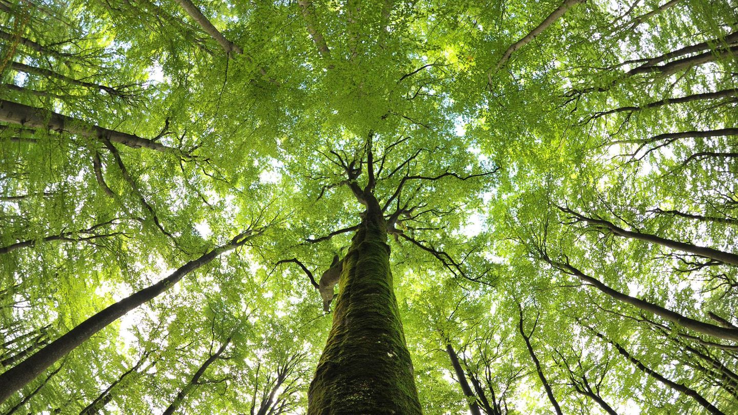 Kleine Fluchten: Steigerwald - Unter alten Buchen Der Steigerwald zwischen den Weltkulturerbe-Städten Bamberg und Würzburg ist ein heißer Kandidat fürs Weltnaturerbe. 300 Jahre alte Riesen und Wein und Bier und Karpfen aus glasklaren Weihern, gebraten, blau oder frittiert: Wer Natur, Kultur und Genuss in schönster Umgebung miteinander verbindet will, ist hier richtig. Die Waldläufer vom Freundeskreis Nationalpark Steigerwald bieten geführte Wanderungen und erholsame Tage in sattem Grün. Im herrlich gelegenen Ebrach lockt ein Biergarten vor dem verschwenderisch barocken Kloster, und am Marktplatz bietet eine Ausstellung Naturkunde über wilde Buchenwälder. www.pro-nationalpark-steigerwald.de Steigerwald - Unter alten Buchen Der Steigerwald zwischen den Weltkulturerbe-Städten Bamberg und Würzburg ist ein heißer Kandidat fürs Weltnaturerbe. 300 Jahre alte Riesen und Wein und Bier und Karpfen aus glasklaren Weihern, gebraten, blau oder frittiert: Wer Natur, Kultur und Genuss in schönster Umgebung miteinander verbindet will, ist hier richtig. Die Waldläufer vom Freundeskreis Nationalpark Steigerwald bieten geführte Wanderungen und erholsame Tage in sattem Grün. Im herrlich gelegenen Ebrach lockt ein Biergarten vor dem verschwenderisch barocken Kloster, und am Marktplatz bietet eine Ausstellung Naturkunde über wilde Buchenwälder. www.pro-nationalpark-steigerwald.de