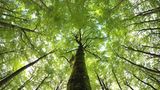 Steigerwald - Unter alten Buchen  Der Steigerwald zwischen den Weltkulturerbe-Städten Bamberg und Würzburg ist ein heißer Kandidat fürs Weltnaturerbe. 300 Jahre alte Riesen und Wein und Bier und Karpfen aus glasklaren Weihern, gebraten, blau oder frittiert: Wer Natur, Kultur und Genuss in schönster Umgebung miteinander verbindet will, ist hier richtig. Die Waldläufer vom Freundeskreis Nationalpark Steigerwald bieten geführte Wanderungen und erholsame Tage in sattem Grün. Im herrlich gelegenen Ebrach lockt ein Biergarten vor dem verschwenderisch barocken Kloster, und am Marktplatz bietet eine Ausstellung Naturkunde über wilde Buchenwälder.    www.pro-nationalpark-steigerwald.de