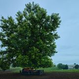 Im Garten von Susan und Bob in Keezletown im Bundestaat Virgina: Als sie geboren wurde, stand der Dodge - Baujahr 1939 -  schon da. Ein kleiner Baum wuchs durch das Dach hindurch -  bei der jahrzehntelangen Entfaltung wurde er bis heute nicht gehindert.