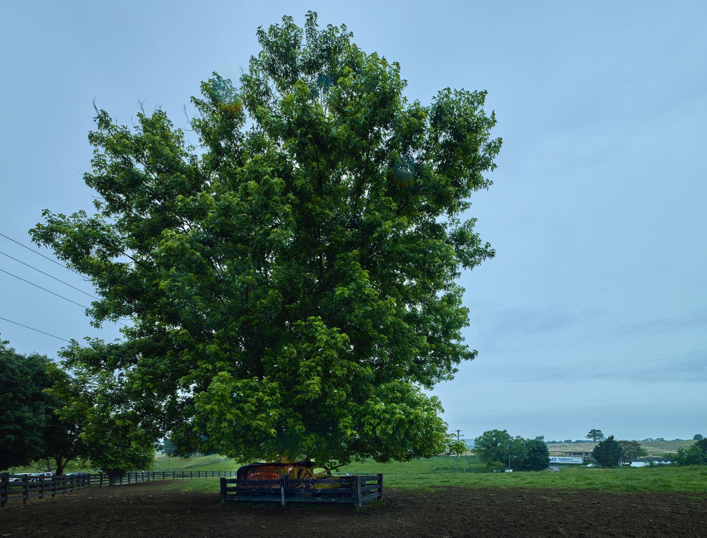 Im Garten von Susan und Bob in Keezletown im Bundestaat Virgina: Als sie geboren wurde, stand der Dodge - Baujahr 1939 -  schon da. Ein kleiner Baum wuchs durch das Dach hindurch -  bei der jahrzehntelangen Entfaltung wurde er bis heute nicht gehindert.