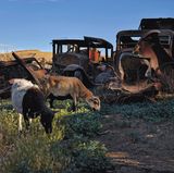 Unbeeindruckt von den alten Fahrzeugen grasen diese Ziegen bei Toppenish im Bundesstaat Washington. Bei den verrosteten Überresten handelt es sich um Trucks aus den 1920er Jahren.