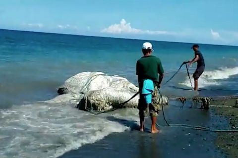 Philippinen : Dorfbewohner fürchten sich vor seltsamen Ungeheuer-Kadaver