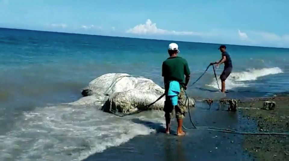 Philippinen : Dorfbewohner fürchten sich vor seltsamen Ungeheuer-Kadaver
